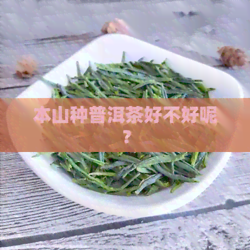 本山种普洱茶好不好呢？