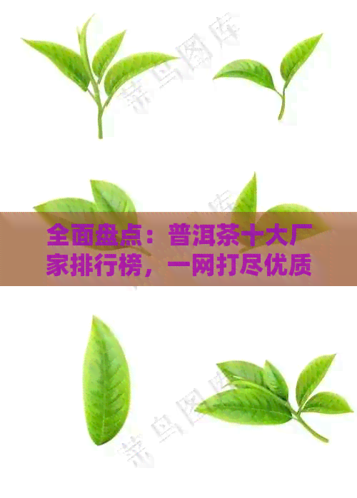 全面盘点：普洱茶十大厂家排行榜，一网打尽优质茶叶与实力派制造商