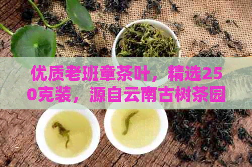 优质老班章茶叶，精选250克装，源自云南古树茶园的纯正口感