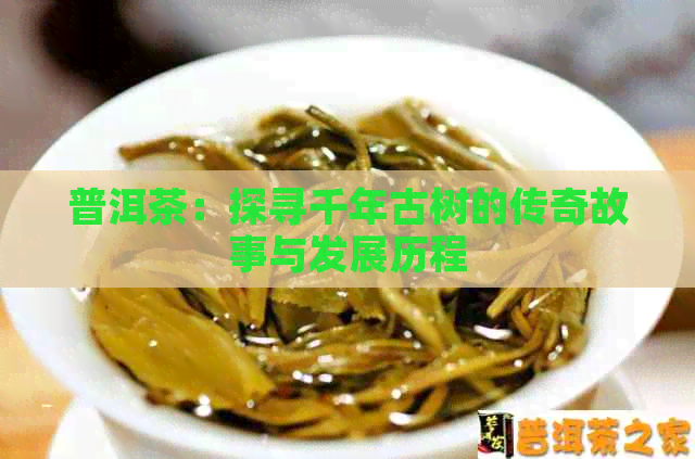 普洱茶：探寻千年古树的传奇故事与发展历程