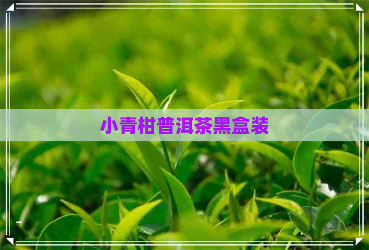 小青柑普洱茶黑盒装