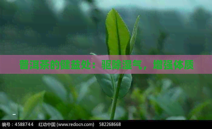 普洱茶的健益处：驱除湿气，增强体质