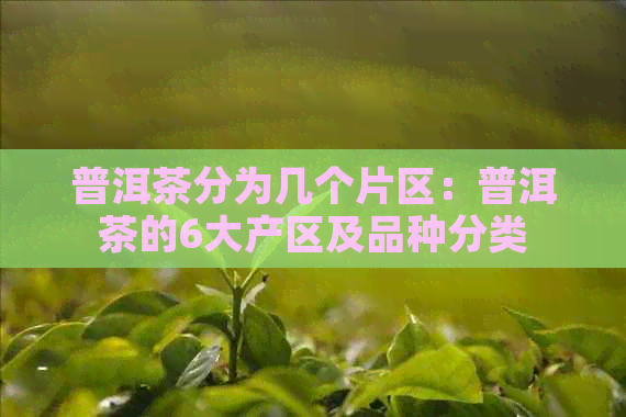 普洱茶分为几个片区：普洱茶的6大产区及品种分类