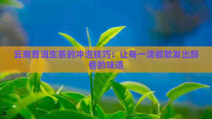 云南普洱生茶的冲泡技巧：让每一滴都散发出醇香的味道