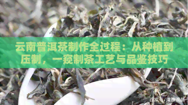 云南普洱茶制作全过程：从种植到压制，一窥制茶工艺与品鉴技巧