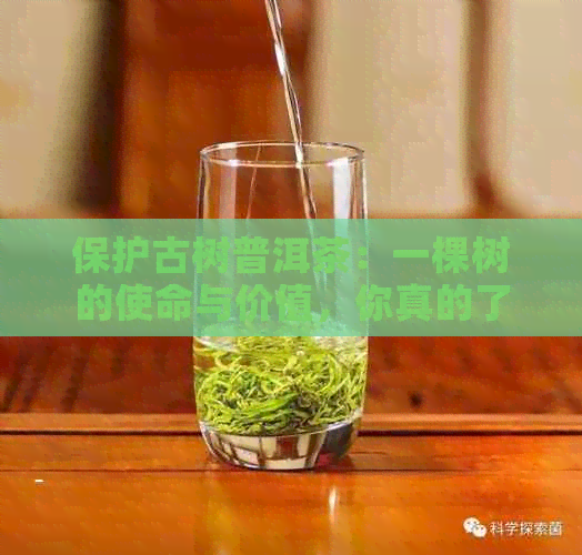 保护古树普洱茶：一棵树的使命与价值，你真的了解吗？