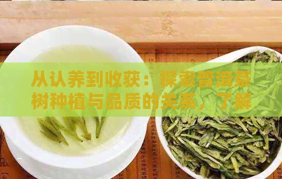 从认养到收获：探索普洱茶树种植与品质的关系，了解如何选择合适的普洱茶