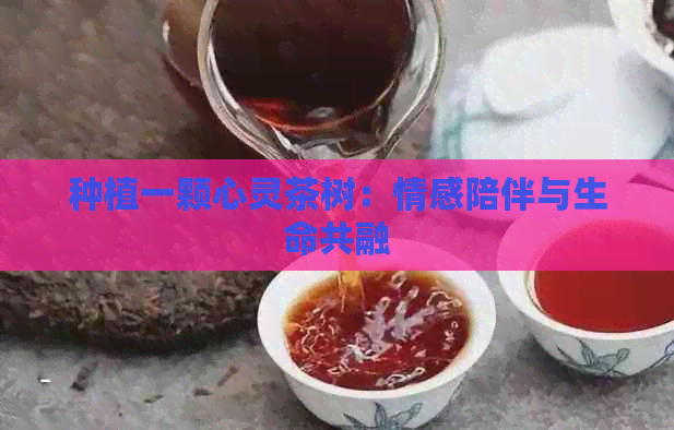 种植一颗心灵茶树：情感陪伴与生命共融