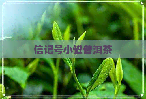 信记号小罐普洱茶