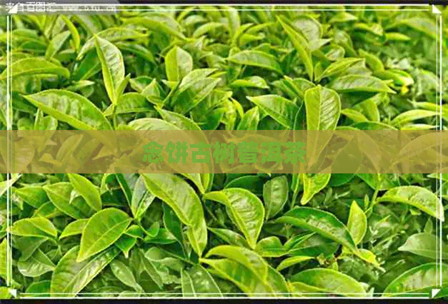 念饼古树普洱茶