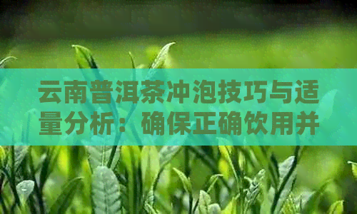 云南普洱茶冲泡技巧与适量分析：确保正确饮用并展现其独特风味