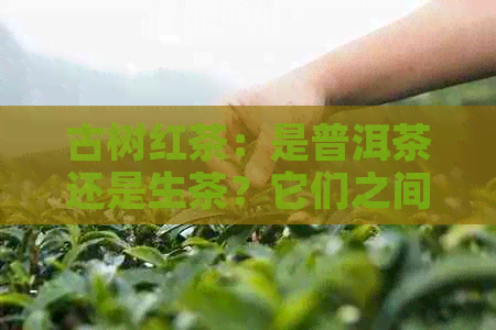 古树红茶：是普洱茶还是生茶？它们之间的区别是什么？