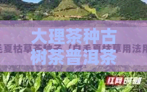 大理茶种古树茶普洱茶台地茶：区别解析