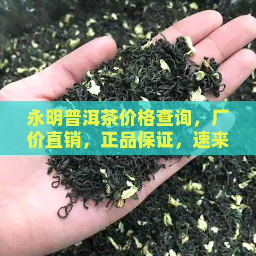 永明普洱茶价格查询，厂价直销，正品保证，速来选购