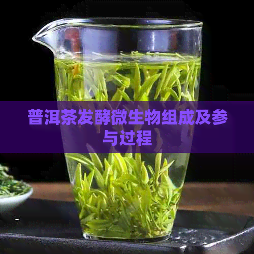 普洱茶发酵微生物组成及参与过程