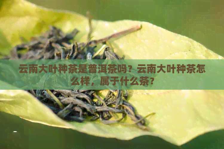 云南大叶种茶是普洱茶吗？云南大叶种茶怎么样，属于什么茶？