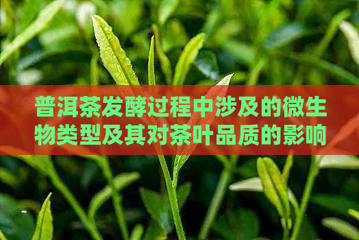 普洱茶发酵过程中涉及的微生物类型及其对茶叶品质的影响：全面解析与探讨