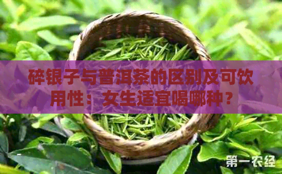 碎银子与普洱茶的区别及可饮用性：女生适宜喝哪种？