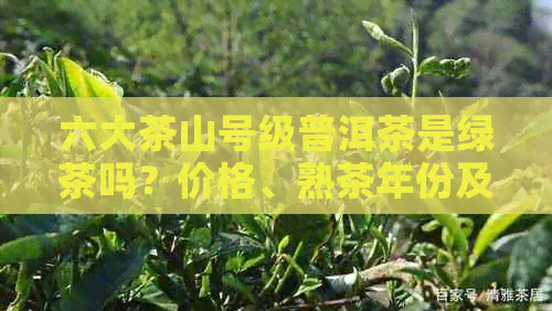 六大茶山号级普洱茶是绿茶吗？价格、熟茶年份及青饼特点一网打尽！