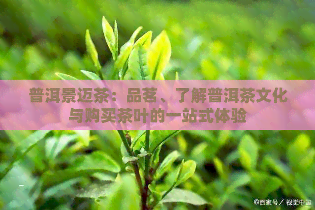 普洱景迈茶：品茗、了解普洱茶文化与购买茶叶的一站式体验