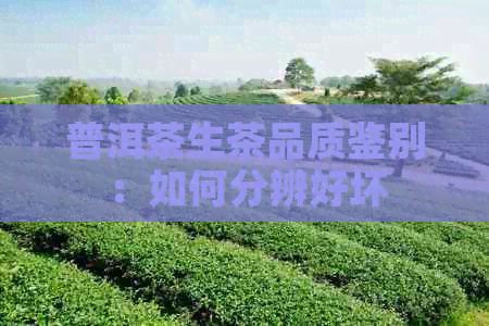 普洱茶生茶品质鉴别：如何分辨好坏