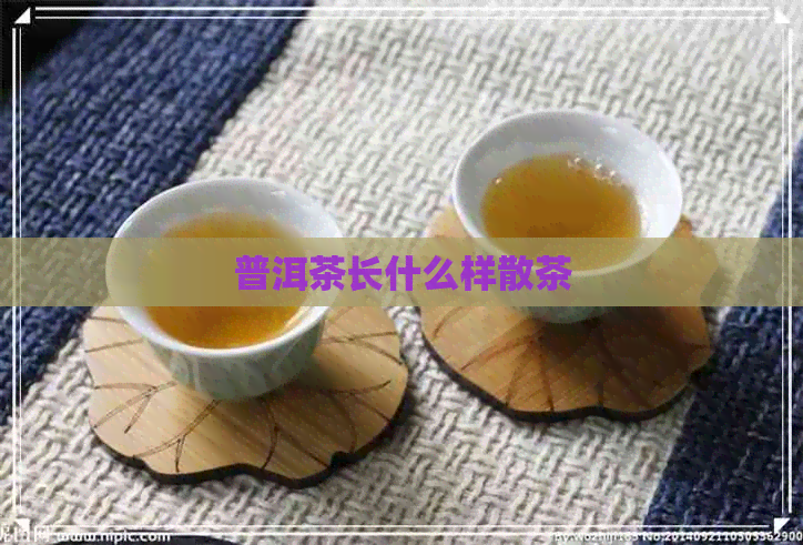 普洱茶长什么样散茶