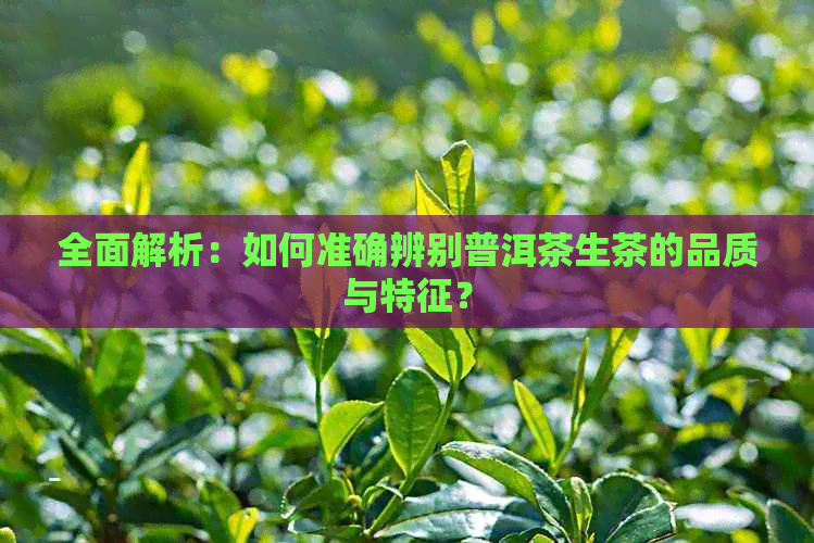 全面解析：如何准确辨别普洱茶生茶的品质与特征？