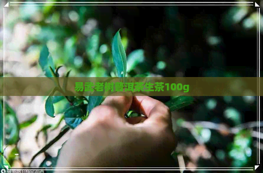 易武老树普洱茶生茶100g