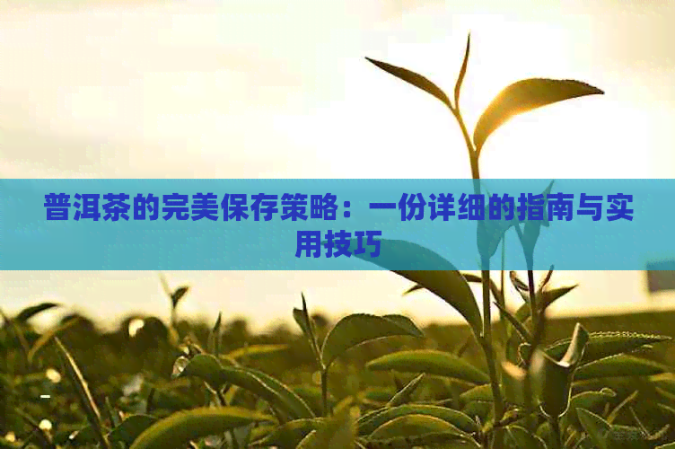 普洱茶的完美保存策略：一份详细的指南与实用技巧