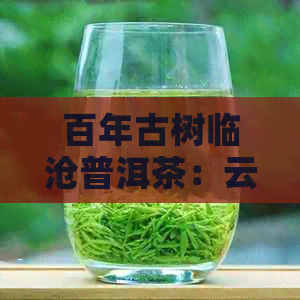 百年古树临沧普洱茶：云南特色茶叶在批发的新选择与故事