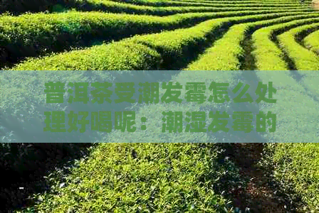 普洱茶受潮发霉怎么处理好喝呢：潮湿发霉的普洱茶如何变好喝？