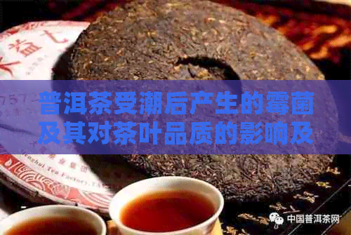 普洱茶受潮后产生的霉菌及其对茶叶品质的影响及预防措