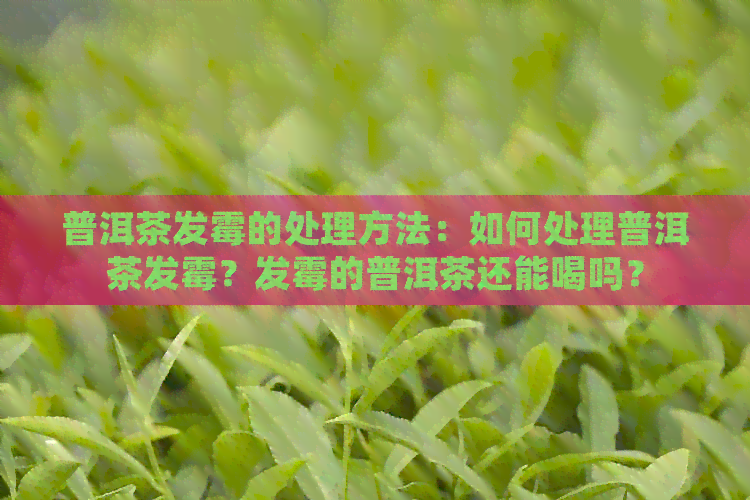 普洱茶发霉的处理方法：如何处理普洱茶发霉？发霉的普洱茶还能喝吗？