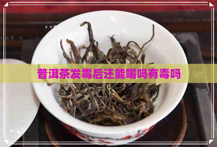 普洱茶发霉后还能喝吗有吗