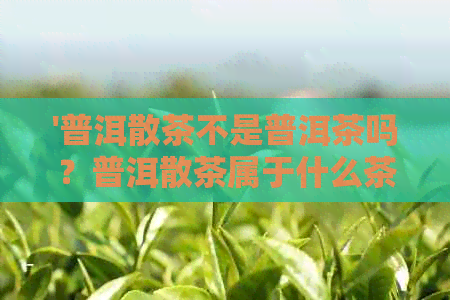 '普洱散茶不是普洱茶吗？普洱散茶属于什么茶类？普洱茶散茶是熟茶吗？'