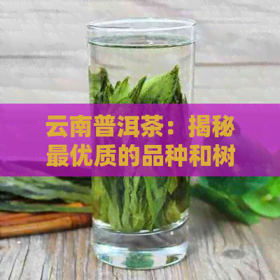 云南普洱茶：揭秘更优质的品种和树种选择