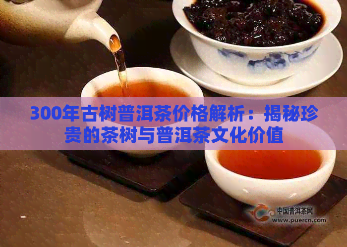 300年古树普洱茶价格解析：揭秘珍贵的茶树与普洱茶文化价值