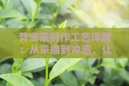 普洱茶制作工艺详解：从采摘到冲泡，让你全面了解普洱茶的拆解过程