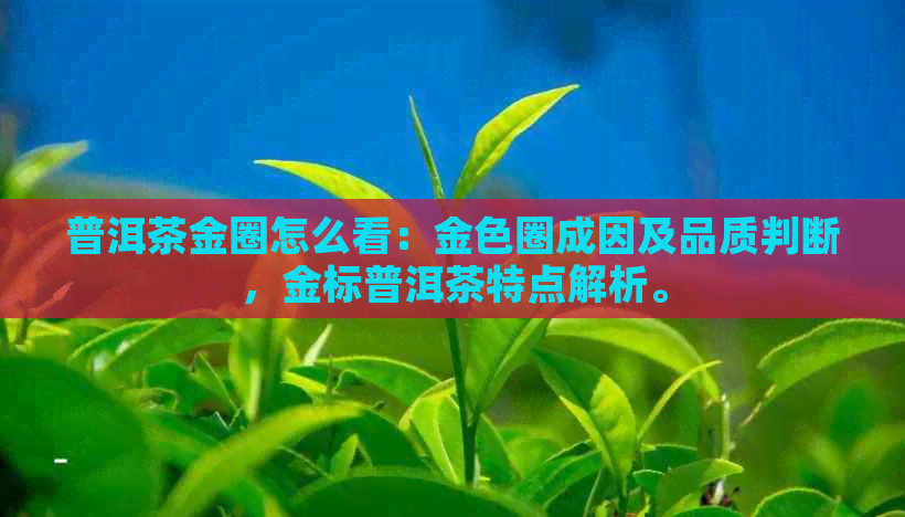 普洱茶金圈怎么看：金色圈成因及品质判断，金标普洱茶特点解析。