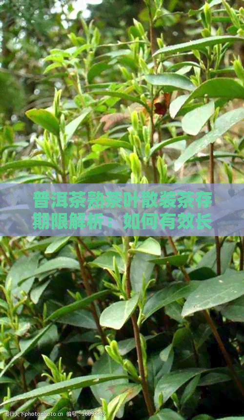 普洱茶熟茶叶散装茶存期限解析：如何有效长保质期与保存方法