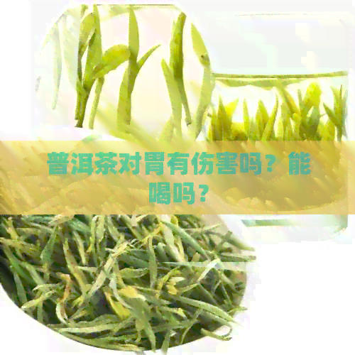 普洱茶对胃有伤害吗？能喝吗？