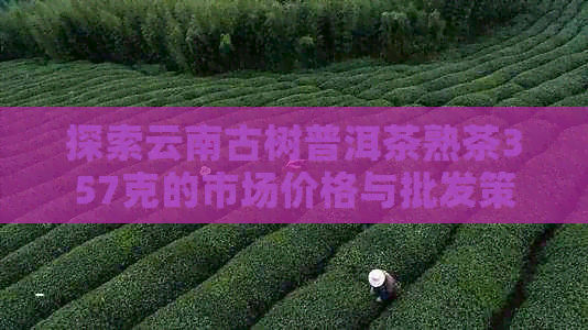 探索云南古树普洱茶熟茶357克的市场价格与批发策略