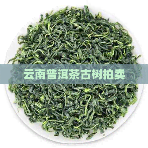 云南普洱茶古树拍卖