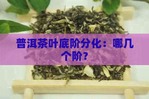 普洱茶叶底阶分化：哪几个阶？