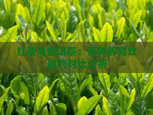 红茶与普洱茶：两种养胃饮品的对比分析