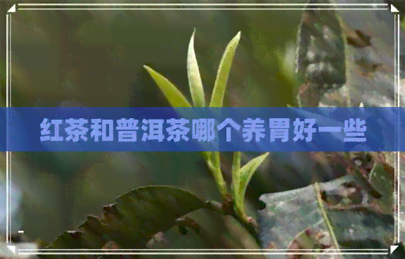 红茶和普洱茶哪个养胃好一些