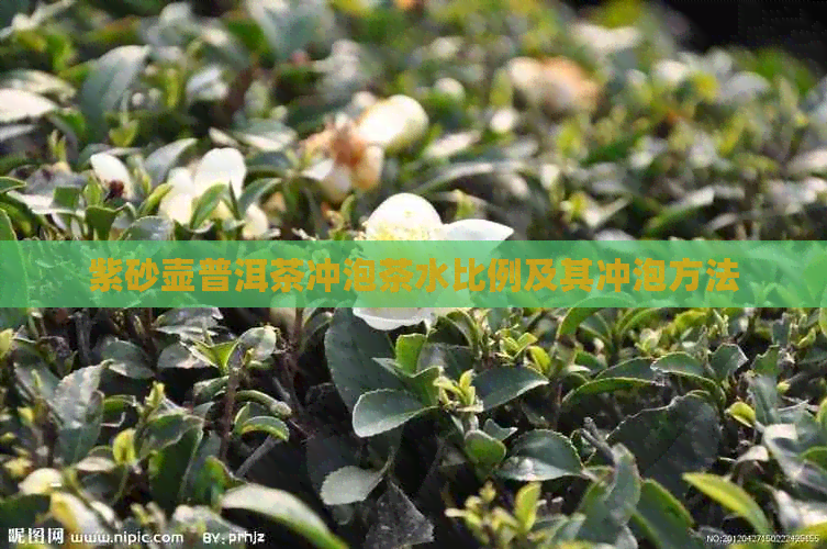 紫砂壶普洱茶冲泡茶水比例及其冲泡方法