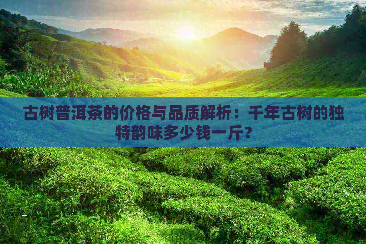 古树普洱茶的价格与品质解析：千年古树的独特韵味多少钱一斤？