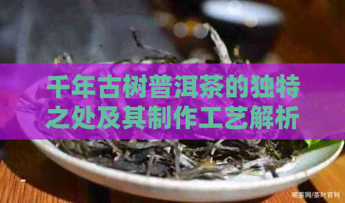 千年古树普洱茶的独特之处及其制作工艺解析