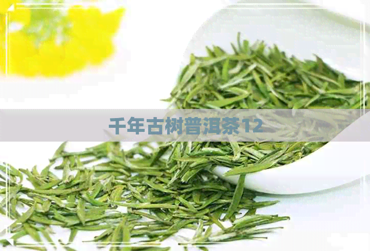 千年古树普洱茶12